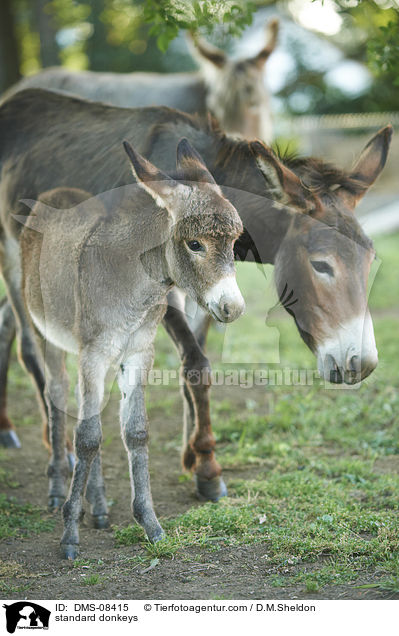 Zwergesel / standard donkeys / DMS-08415