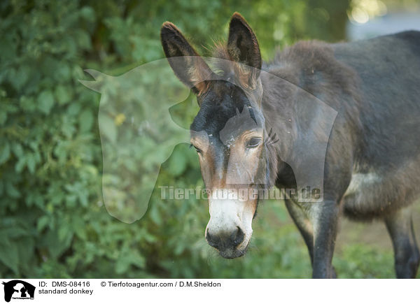 Zwergesel / standard donkey / DMS-08416