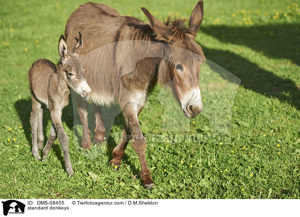 Zwergesel / standard donkeys / DMS-08455