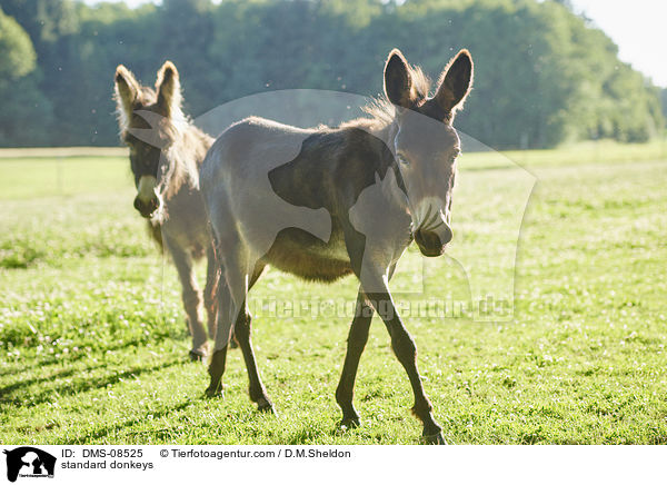 Zwergesel / standard donkeys / DMS-08525