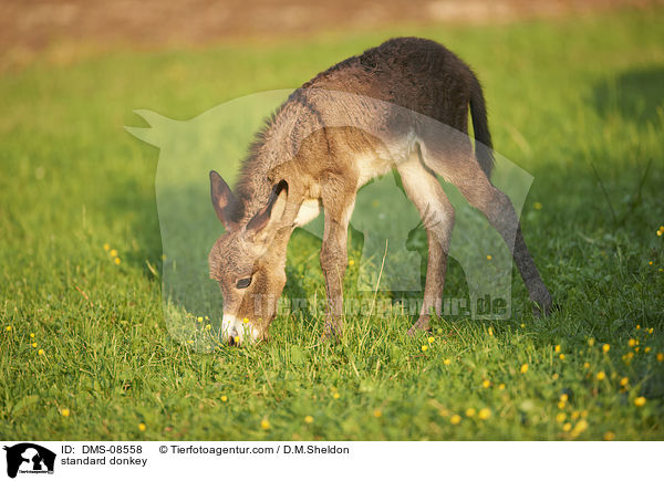 Zwergesel / standard donkey / DMS-08558