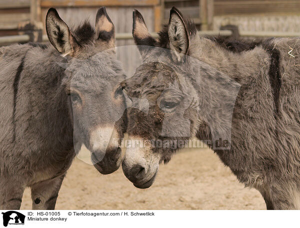 Zwergesel / Miniature donkey / HS-01005