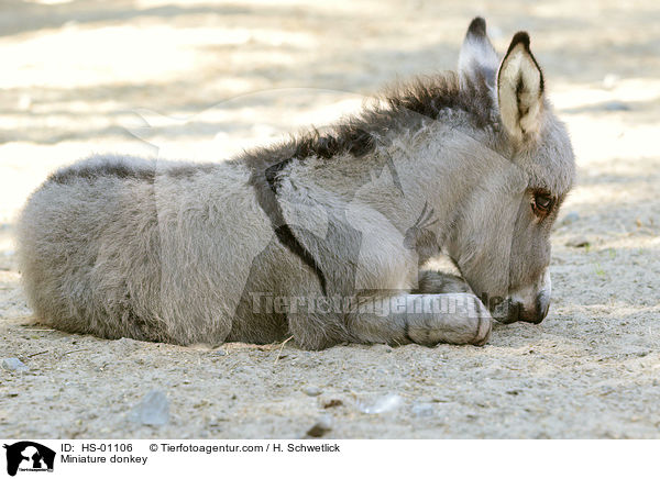 Miniature donkey / HS-01106