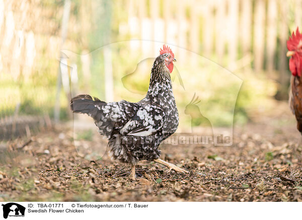 Schwedisches Blumenhuhn / Swedish Flower Chicken / TBA-01771