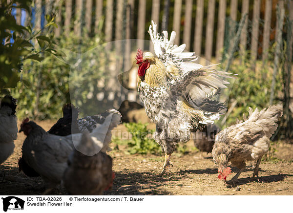 Schwedisches Blumenhuhn / Swedish Flower Hen / TBA-02826