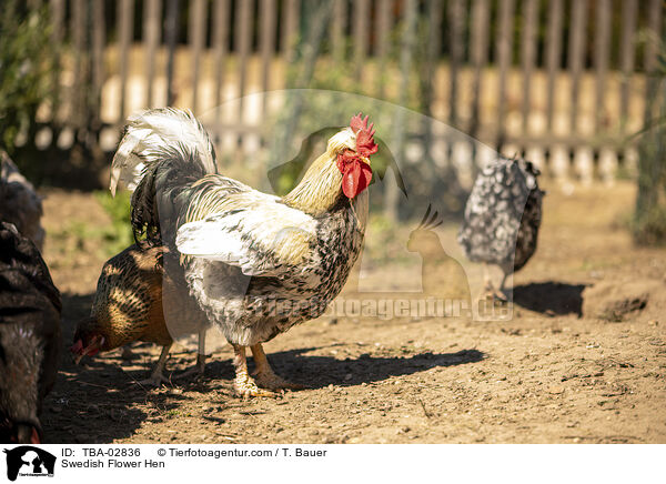 Schwedisches Blumenhuhn / Swedish Flower Hen / TBA-02836