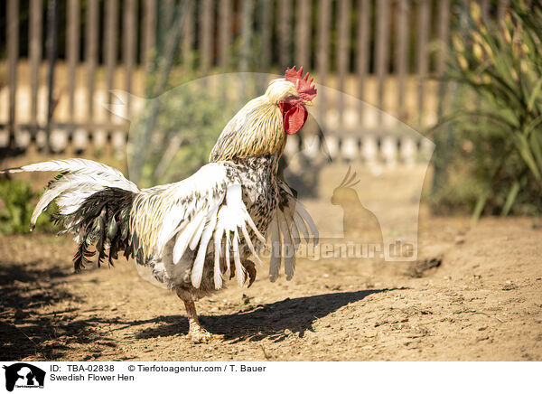 Schwedisches Blumenhuhn / Swedish Flower Hen / TBA-02838