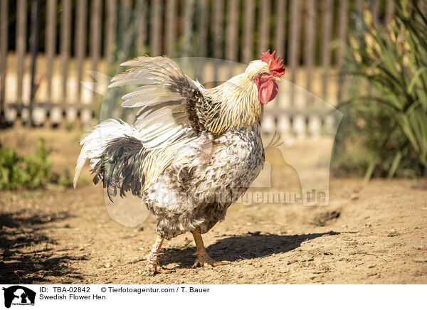 Schwedisches Blumenhuhn / Swedish Flower Hen / TBA-02842