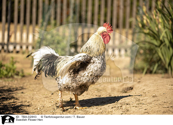 Schwedisches Blumenhuhn / Swedish Flower Hen / TBA-02843