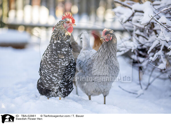 Swedish Flower Hen / TBA-02861