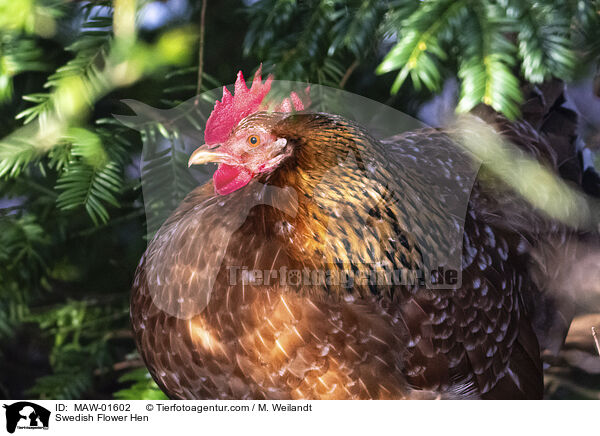 Schwedisches Blumenhuhn / Swedish Flower Hen / MAW-01602