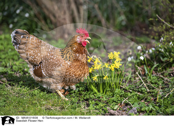 Schwedisches Blumenhuhn / Swedish Flower Hen / MAW-01608