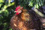 Swedish Flower Hen