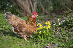 Swedish Flower Hen