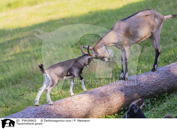 Tauernscheckenziegen / Tauernsheck goats / PW-09903