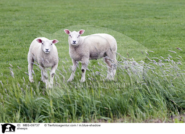 Texel / sheeps / MBS-09737