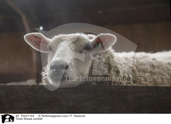 Texelschaf Portrait / Texel Sheep portrait / FH-01144