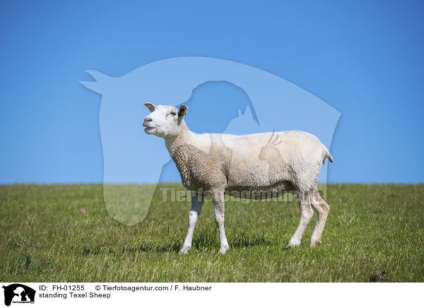 stehendes Texelschaf / standing Texel Sheep / FH-01255