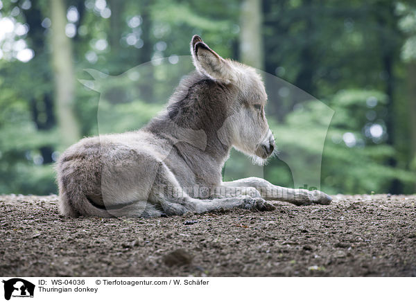 Thringer Waldesel / Thuringian donkey / WS-04036