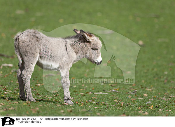 Thringer Waldesel / Thuringian donkey / WS-04243