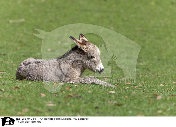 Thringer Waldesel / Thuringian donkey / WS-04244