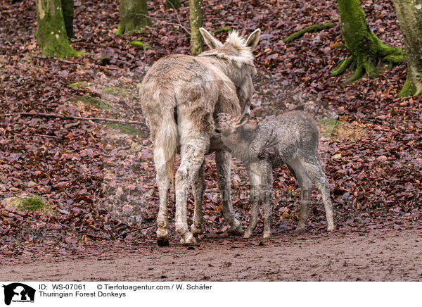 Thringer Waldesel / Thuringian Forest Donkeys / WS-07061