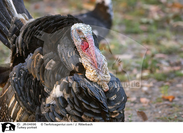 Truthahn Portrait / Turkey portrait / JR-04696