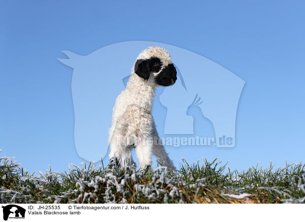 Walliser Schwarznasenschaf Lamm / Valais Blacknose lamb / JH-25535