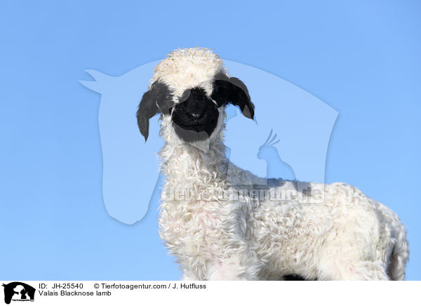 Valais Blacknose lamb / JH-25540