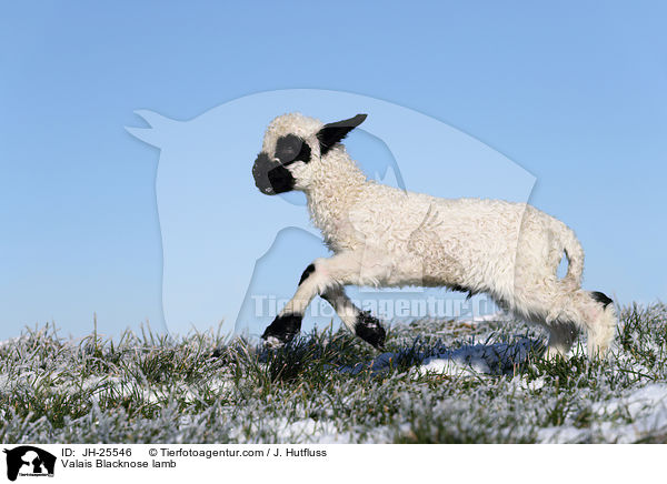 Walliser Schwarznasenschaf Lamm / Valais Blacknose lamb / JH-25546