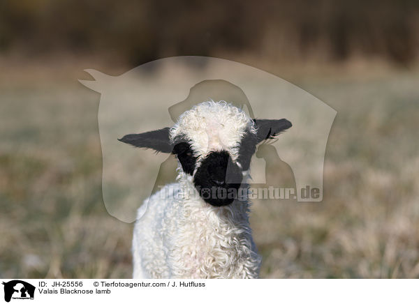 Walliser Schwarznasenschaf Lamm / Valais Blacknose lamb / JH-25556