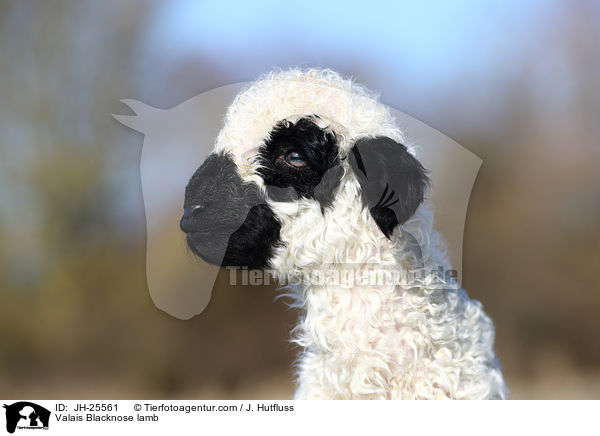 Walliser Schwarznasenschaf Lamm / Valais Blacknose lamb / JH-25561