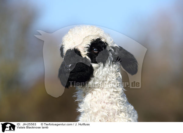 Walliser Schwarznasenschaf Lamm / Valais Blacknose lamb / JH-25563