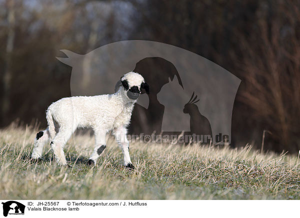 Walliser Schwarznasenschaf Lamm / Valais Blacknose lamb / JH-25567