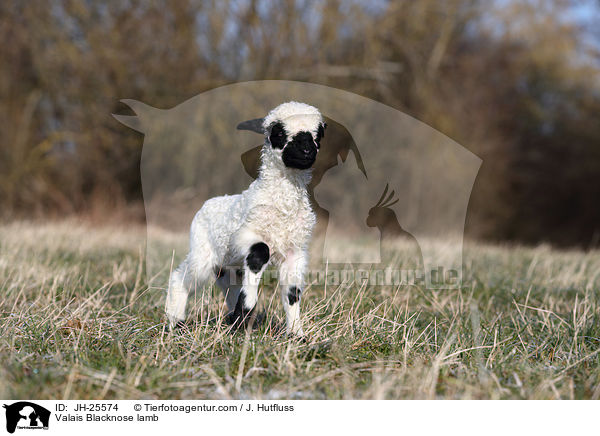 Valais Blacknose lamb / JH-25574