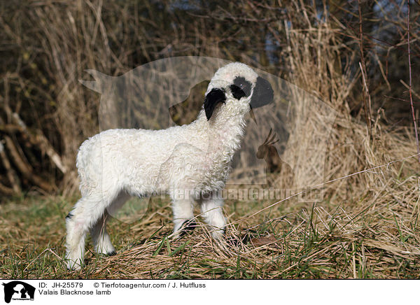 Walliser Schwarznasenschaf Lamm / Valais Blacknose lamb / JH-25579