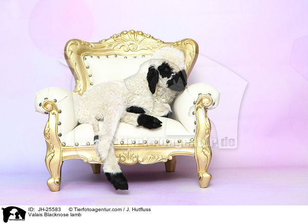 Walliser Schwarznasenschaf Lamm / Valais Blacknose lamb / JH-25583