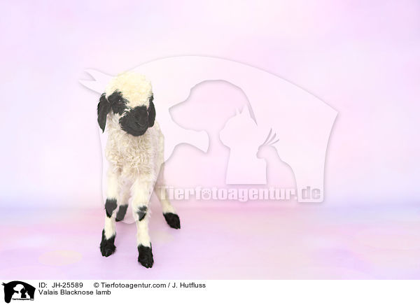 Walliser Schwarznasenschaf Lamm / Valais Blacknose lamb / JH-25589