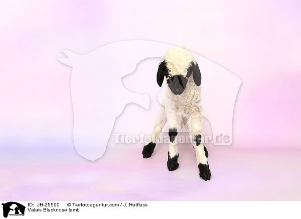 Valais Blacknose lamb / JH-25590