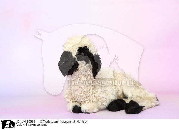 Walliser Schwarznasenschaf Lamm / Valais Blacknose lamb / JH-25593