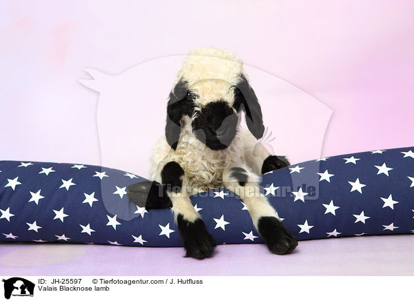 Walliser Schwarznasenschaf Lamm / Valais Blacknose lamb / JH-25597