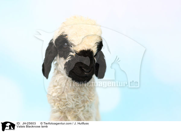 Walliser Schwarznasenschaf Lamm / Valais Blacknose lamb / JH-25603
