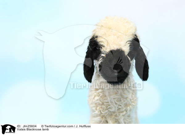Walliser Schwarznasenschaf Lamm / Valais Blacknose lamb / JH-25604