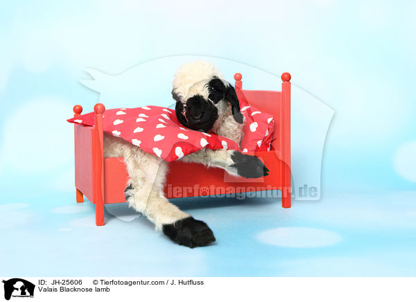 Walliser Schwarznasenschaf Lamm / Valais Blacknose lamb / JH-25606