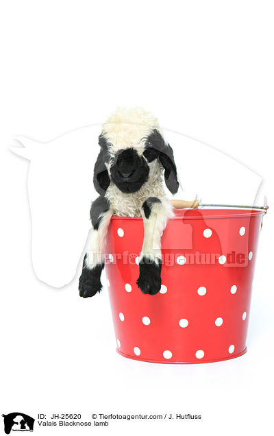 Walliser Schwarznasenschaf Lamm / Valais Blacknose lamb / JH-25620