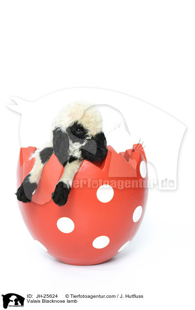 Walliser Schwarznasenschaf Lamm / Valais Blacknose lamb / JH-25624