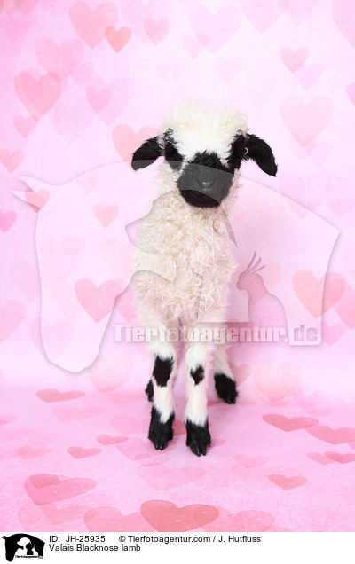 Valais Blacknose lamb / JH-25935