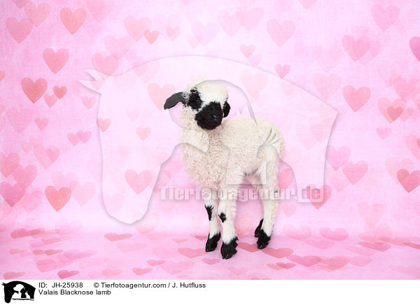 Walliser Schwarznasenschaf Lamm / Valais Blacknose lamb / JH-25938