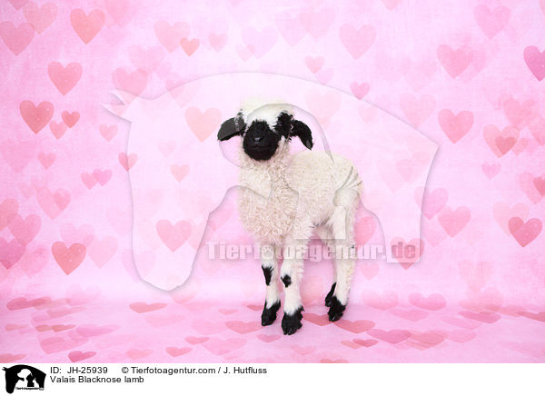 Walliser Schwarznasenschaf Lamm / Valais Blacknose lamb / JH-25939