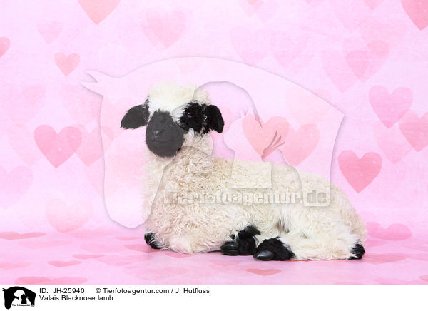 Walliser Schwarznasenschaf Lamm / Valais Blacknose lamb / JH-25940